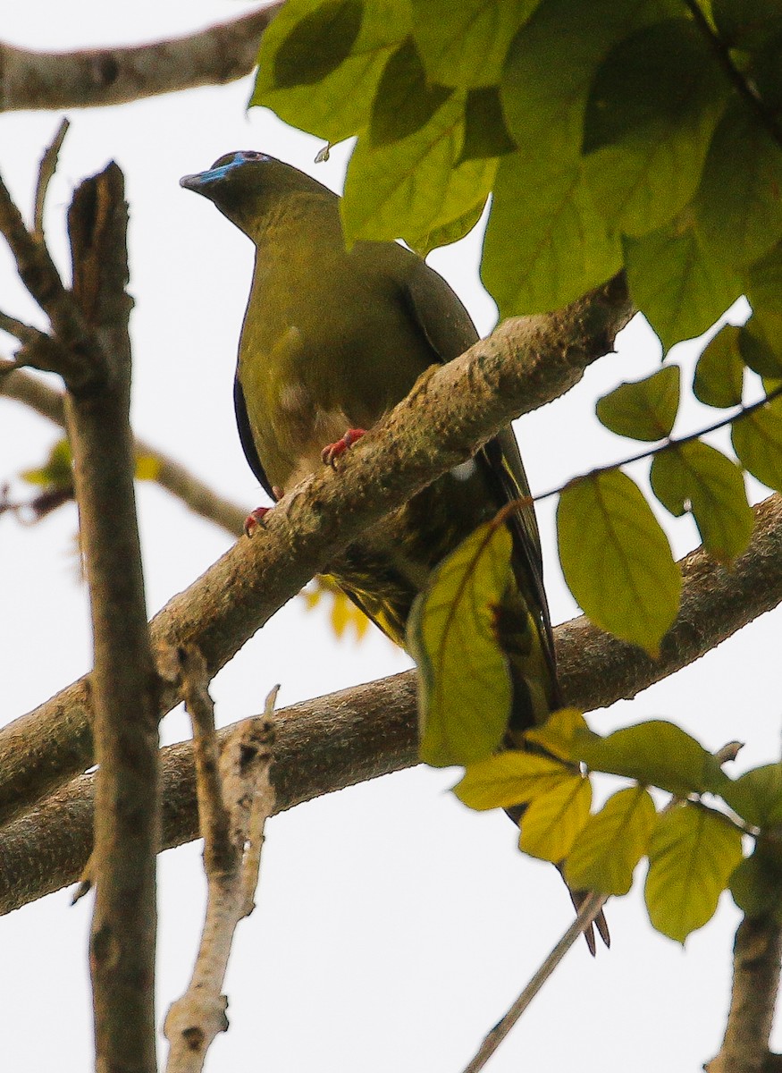 Yellow-vented Green-Pigeon - ML553703251