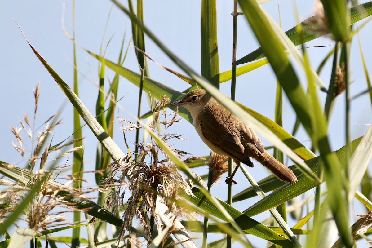 Australian Reed Warbler - Lindell Emerton