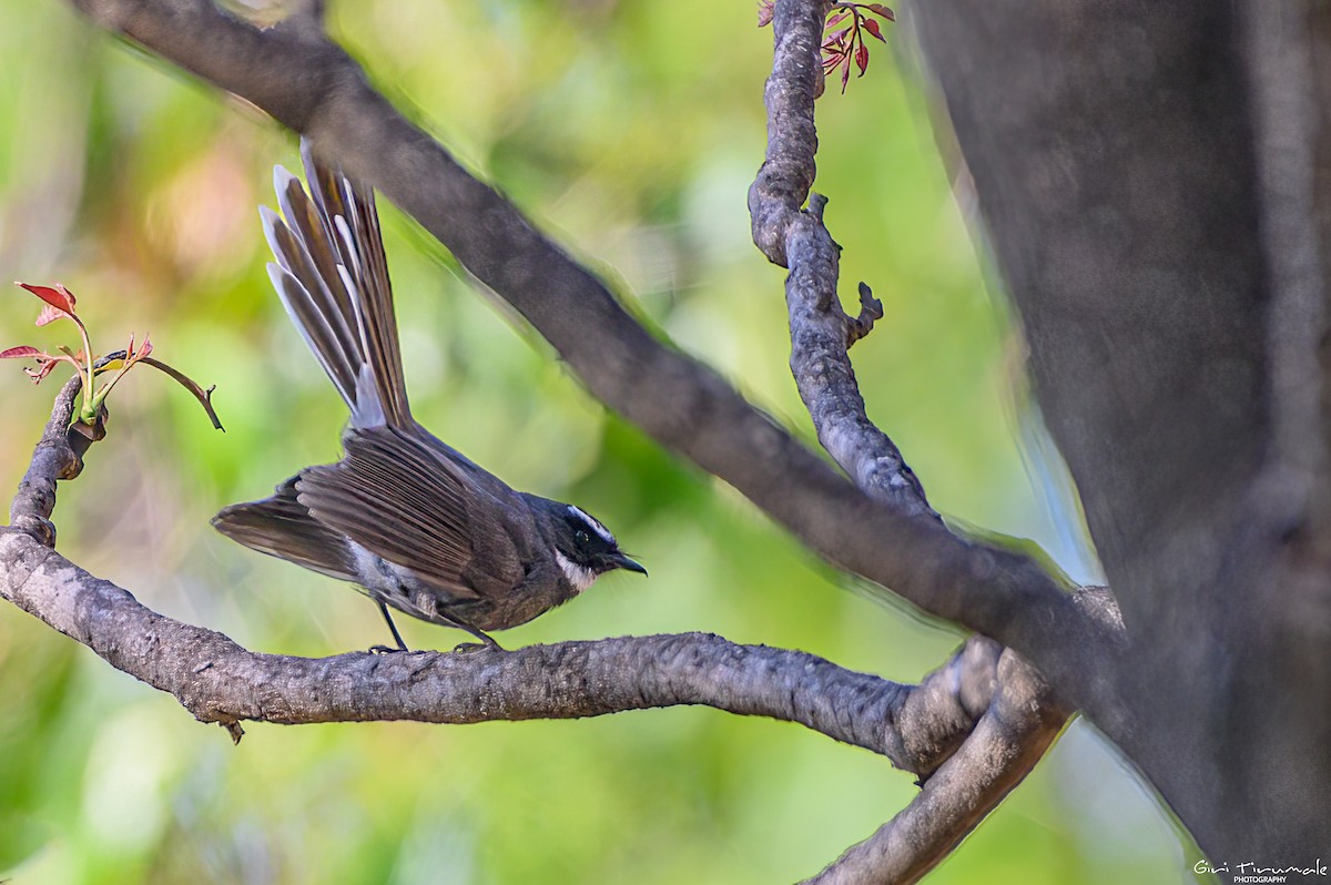 White-throated Fantail - ML553707151