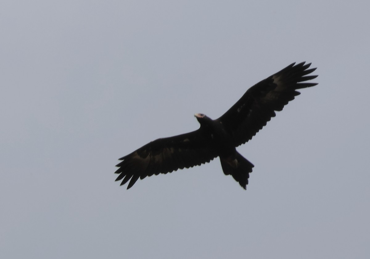 Wedge-tailed Eagle - ML553710071