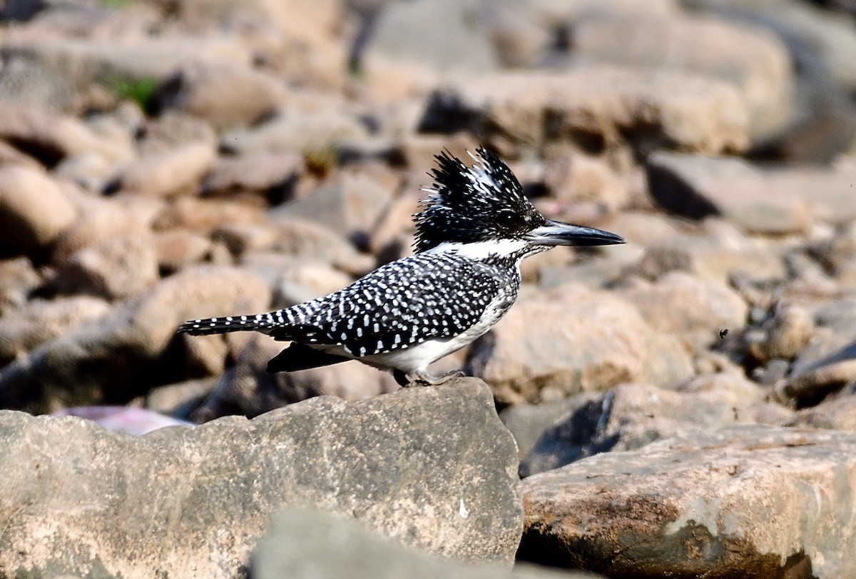 Crested Kingfisher - ML553710361