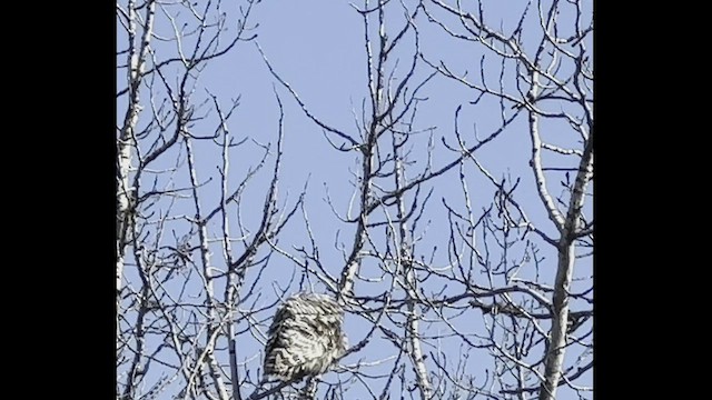Barred Owl - ML553711041