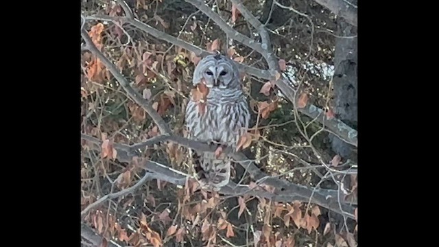 Barred Owl - ML553711061