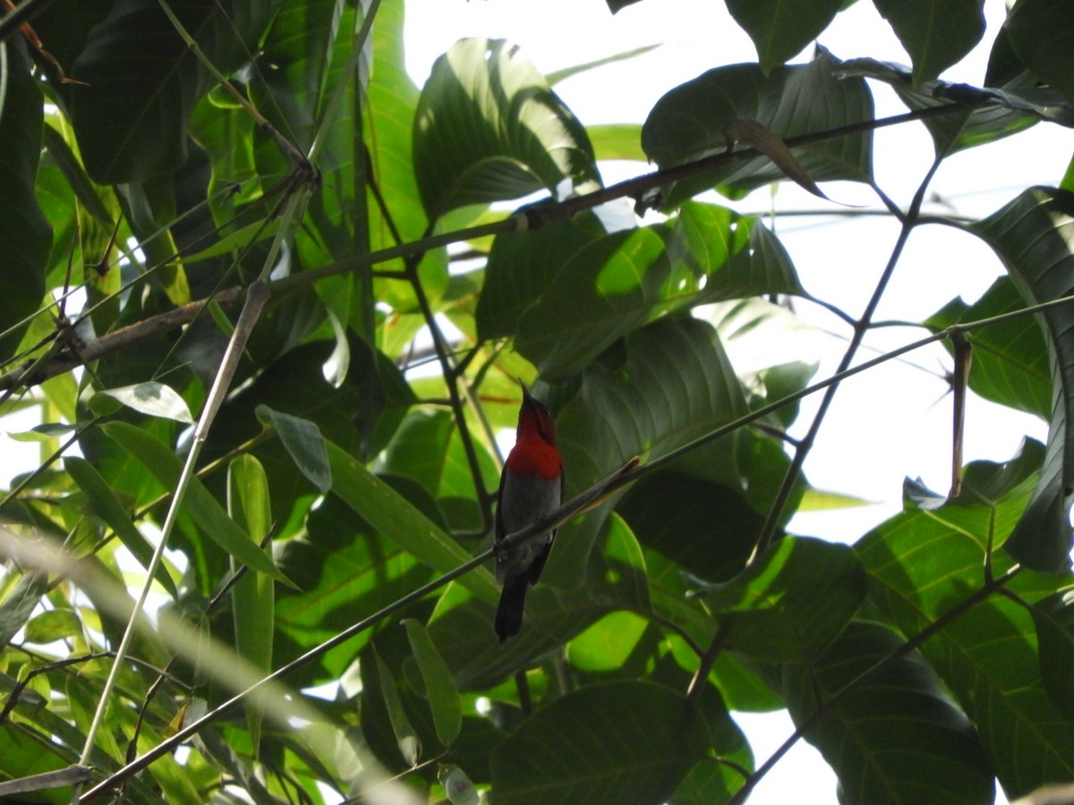 Crimson Sunbird - Phanakorn Kraomklang