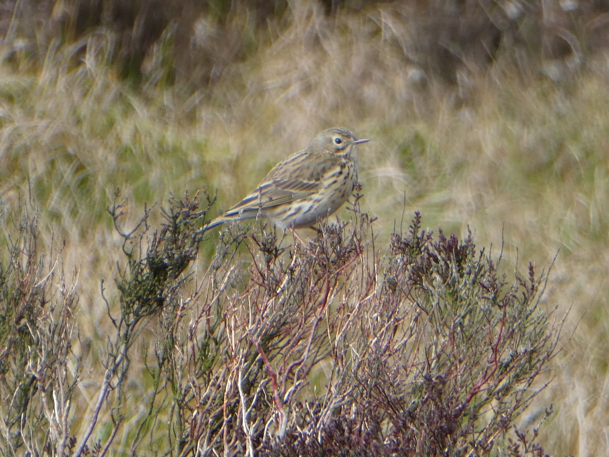 Meadow Pipit - ML55373161
