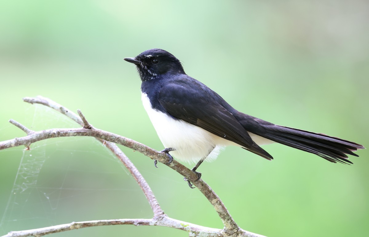 Willie-wagtail - Andy Gee