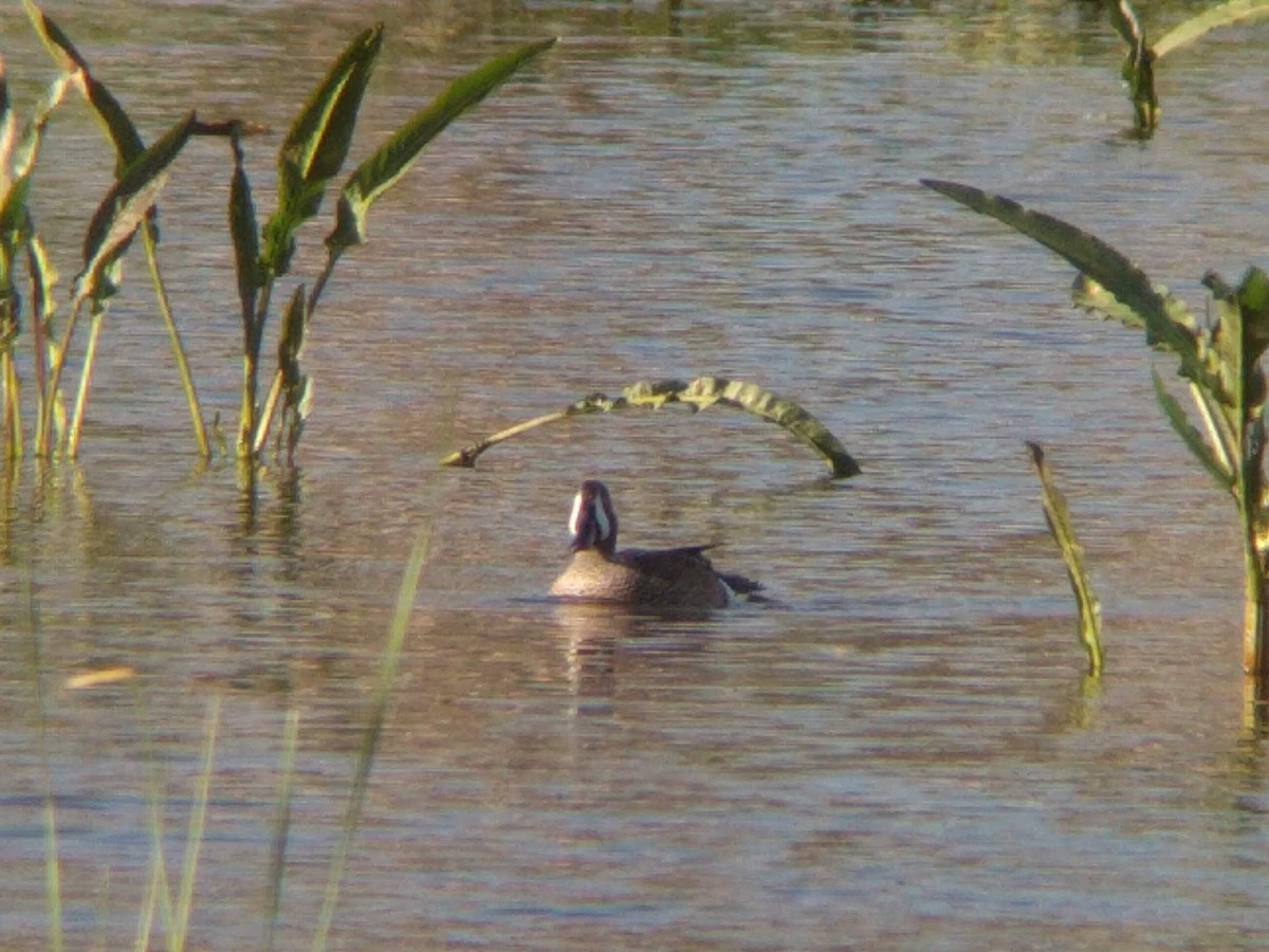 Blue-winged Teal - ML553740291