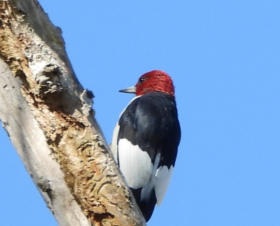 Red-headed Woodpecker - ML553741621