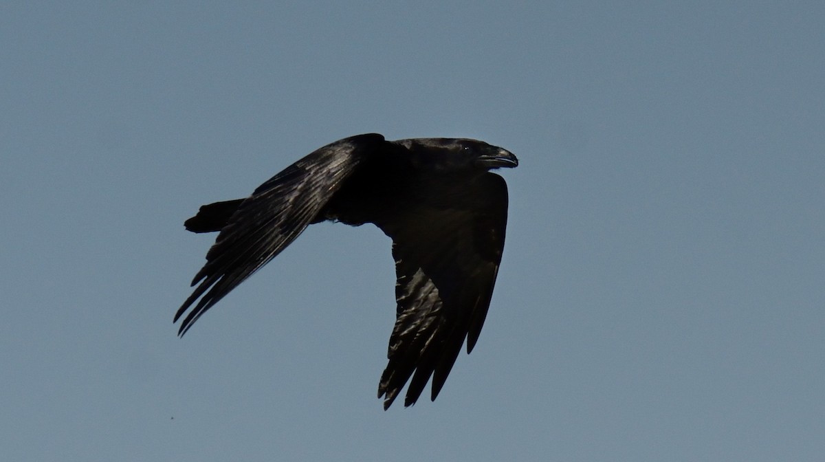 Common Raven - Robert Plante