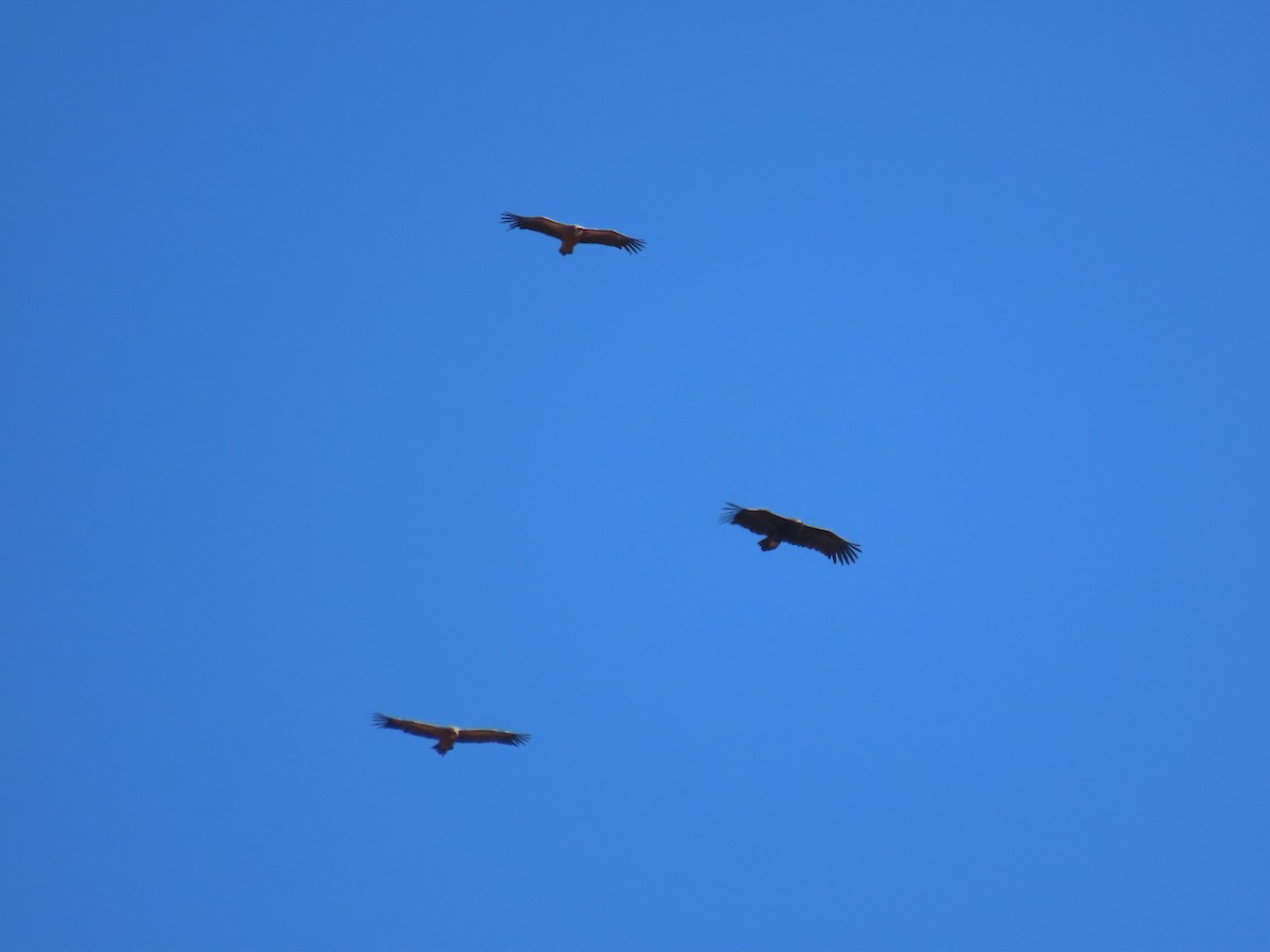 Cinereous Vulture - ML553743381