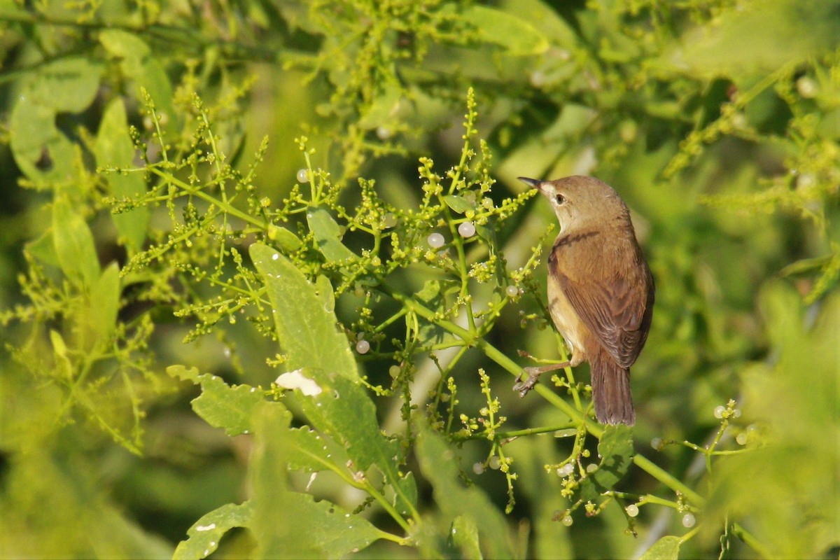 Common Reed Warbler (Mangrove) - ML553747621