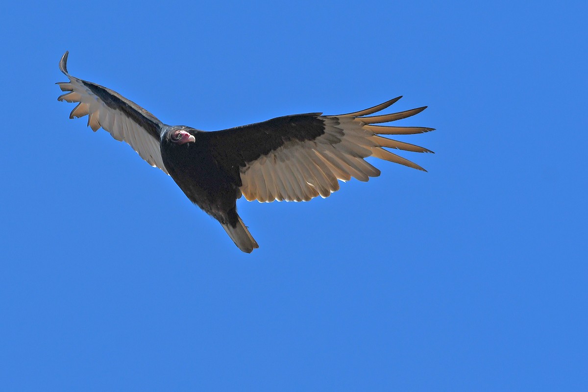 Turkey Vulture - ML553748291