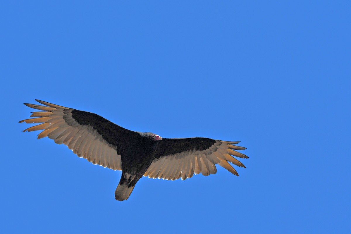 Turkey Vulture - ML553748301