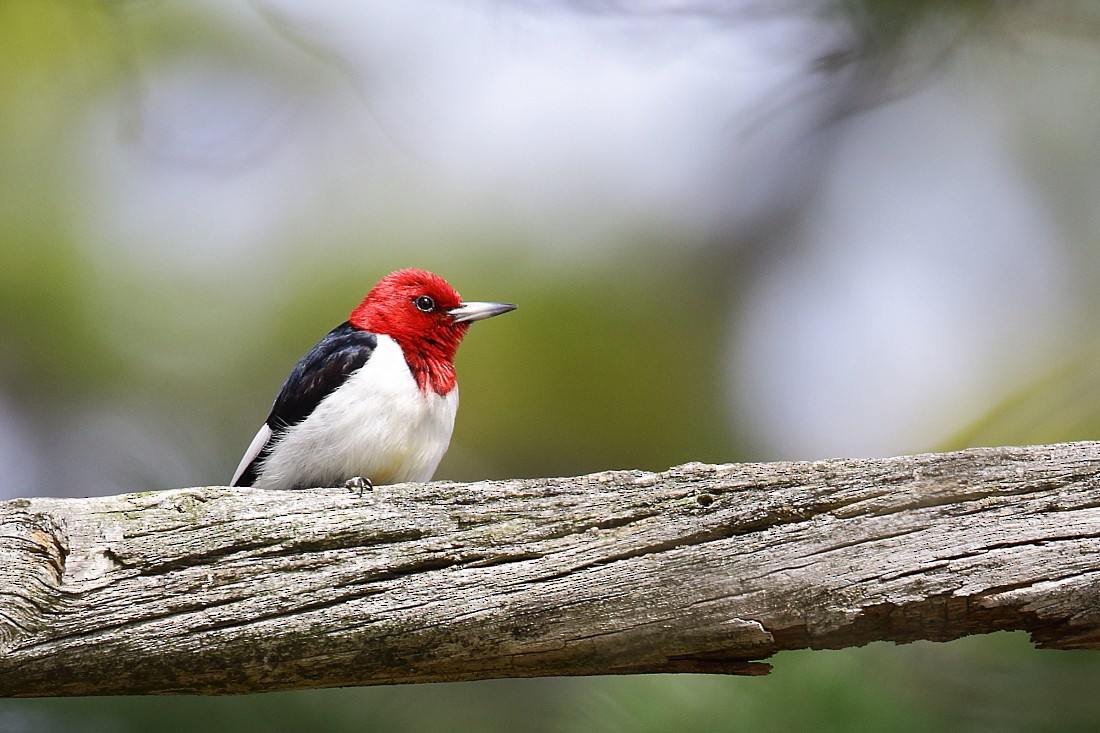 Red-headed Woodpecker - Allen Woodliffe