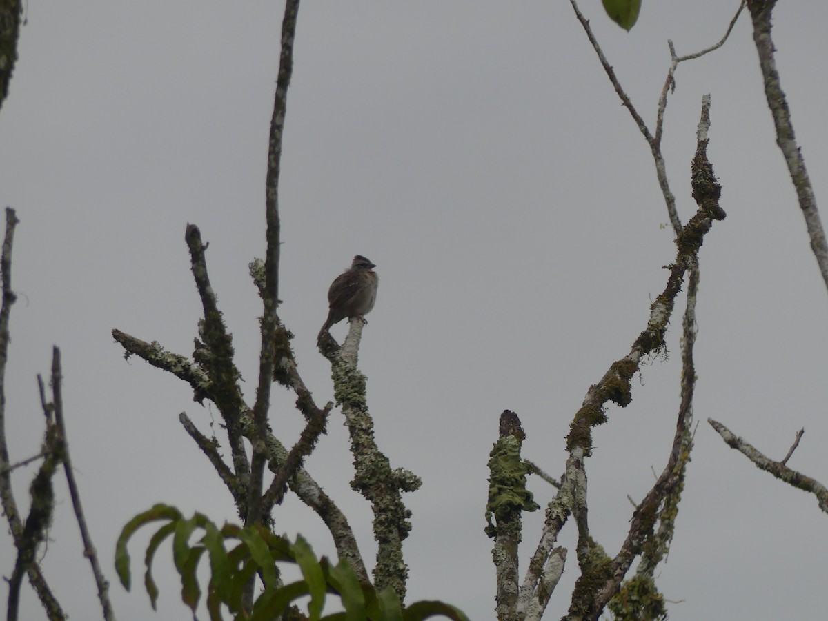 Rufous-collared Sparrow - ML553749681