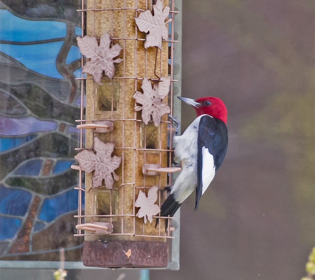 Red-headed Woodpecker - Garry  Sadler
