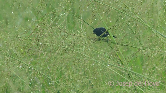 Variable Seedeater - ML553753811