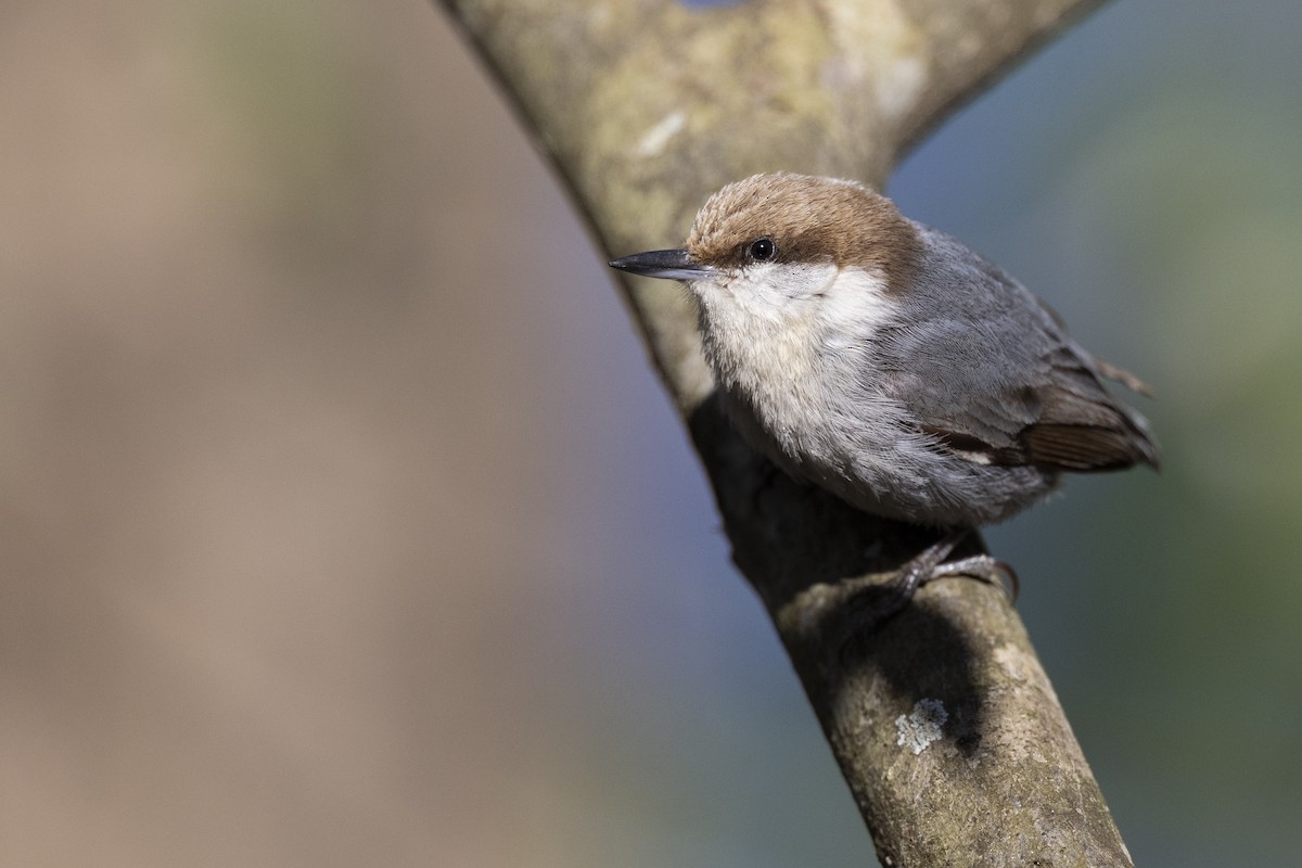 Brown-headed Nuthatch - ML553760211