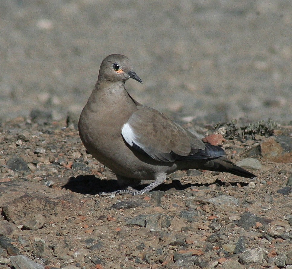Black-winged Ground Dove - ML55376481