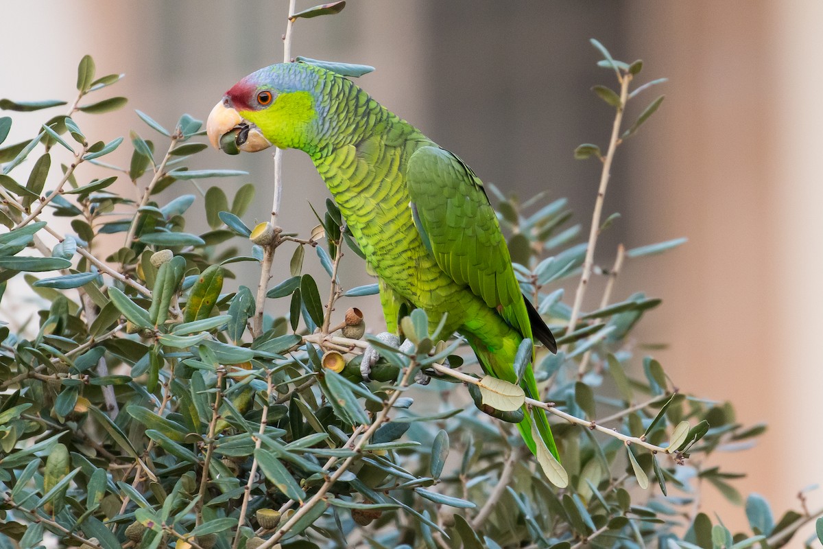 Lilac-crowned Parrot - ML55377301