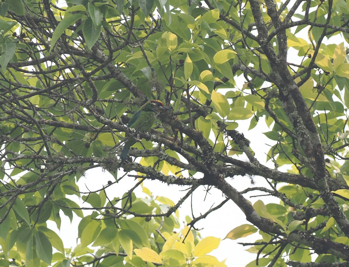 barbet žlutohrdlý (ssp. franklinii) - ML553774771