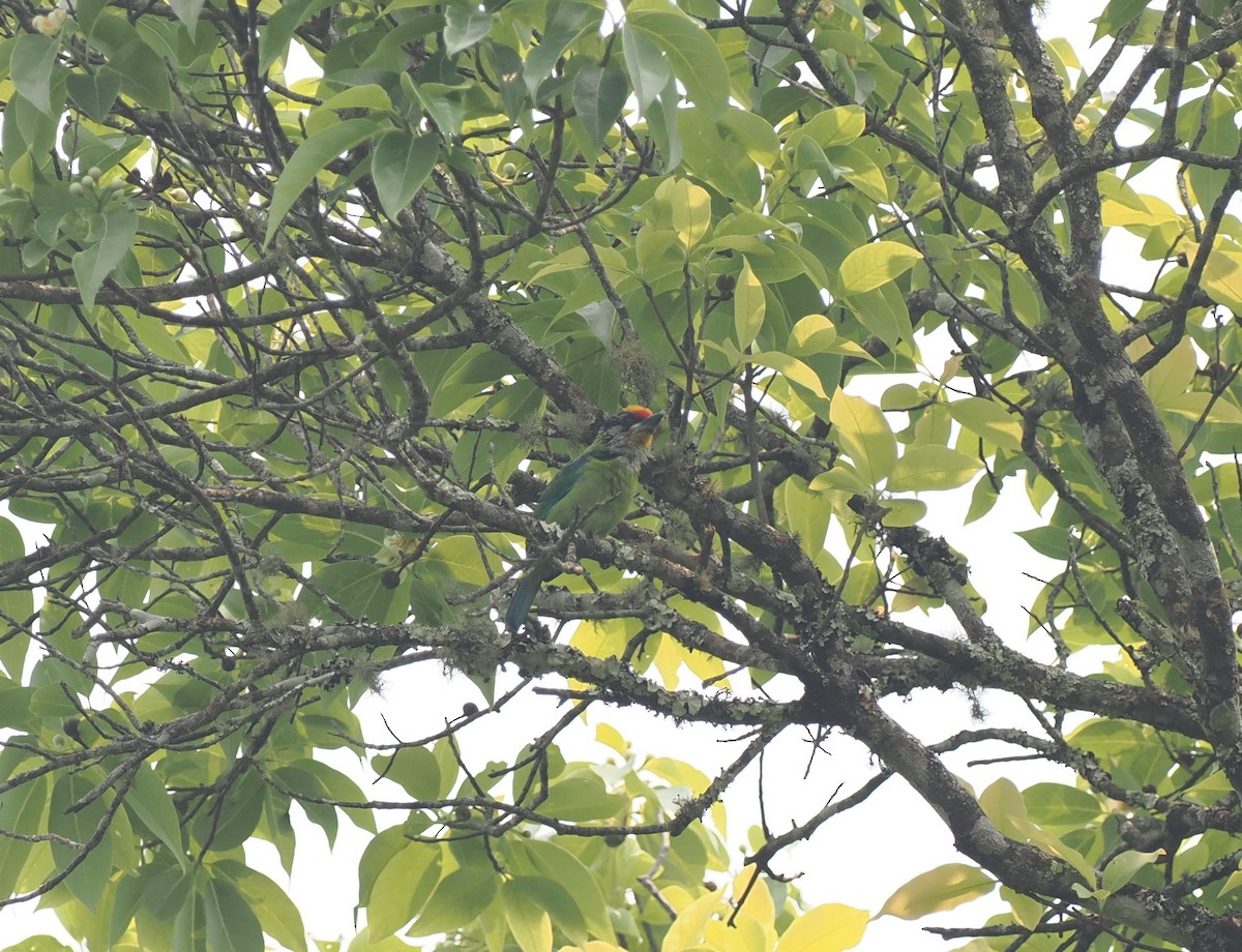 barbet žlutohrdlý (ssp. franklinii) - ML553774781