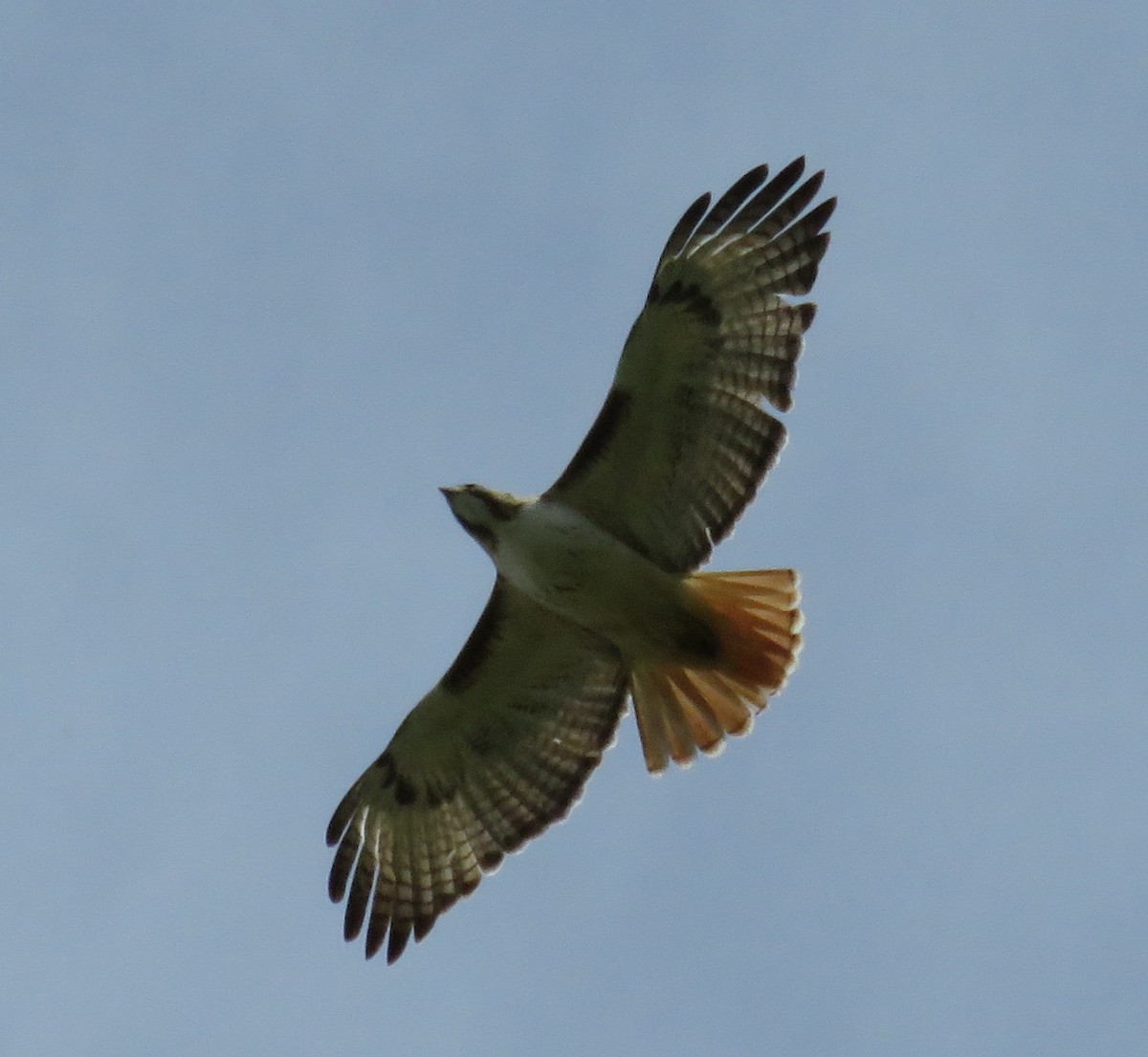 Red-tailed Hawk - ML55377991