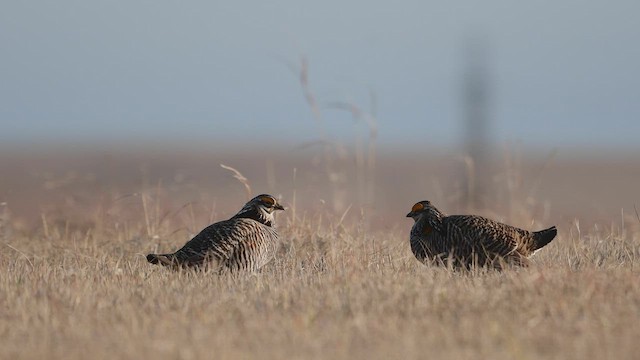 Greater Prairie-Chicken - ML553782271
