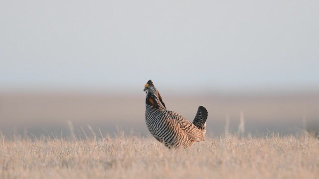 Greater Prairie-Chicken - ML553782311