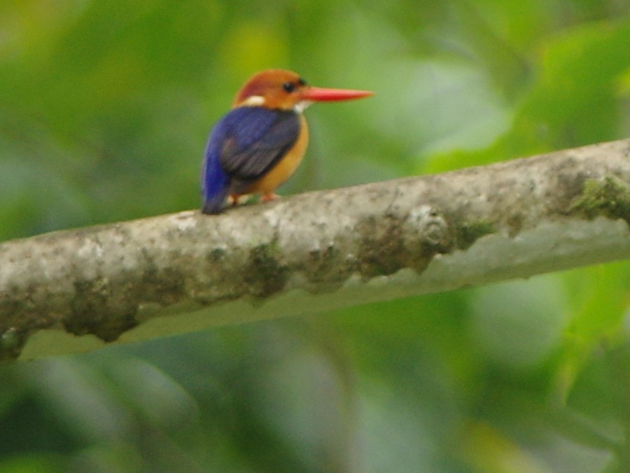 African Dwarf Kingfisher - ML553785611