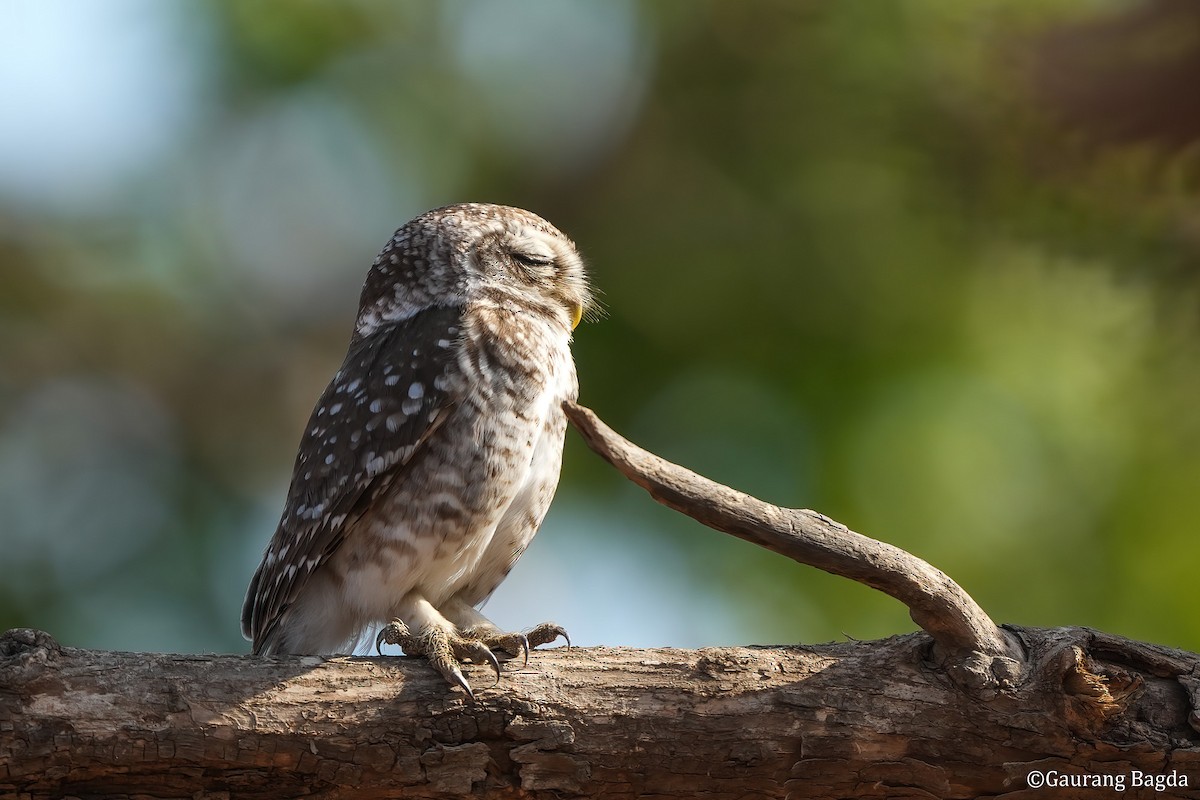 Spotted Owlet - ML553786511