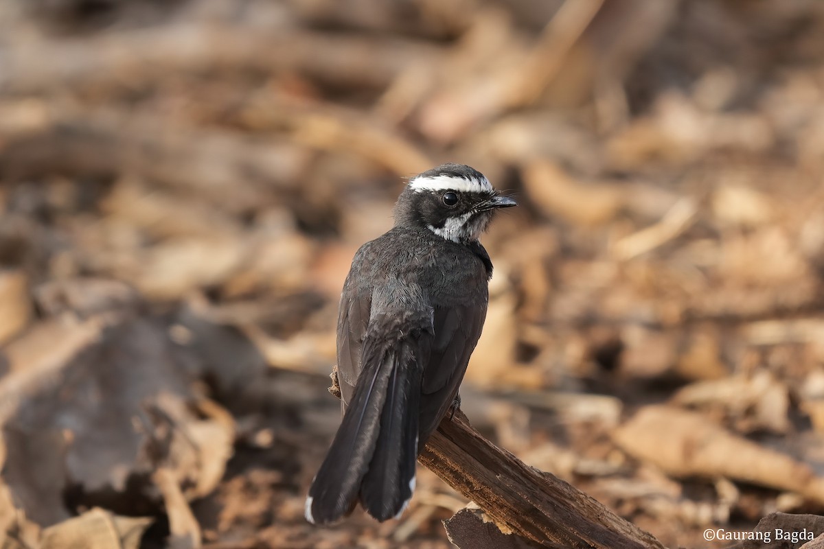 White-browed Fantail - ML553786641