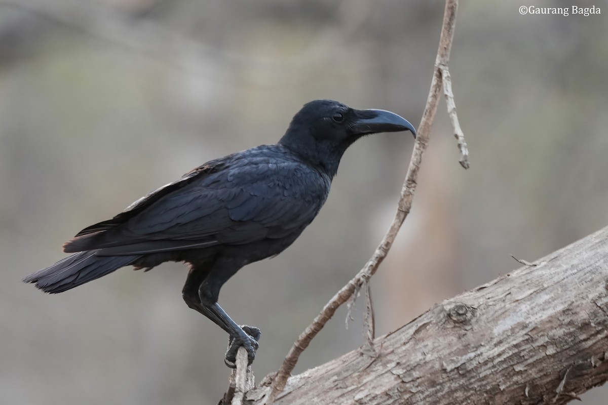 Large-billed Crow - ML553786771
