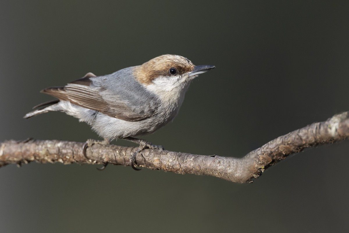 Brown-headed Nuthatch - ML553786791