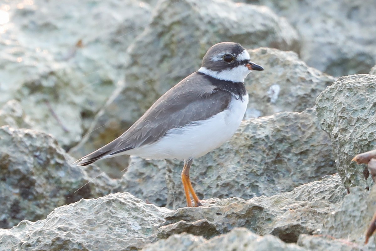 Semipalmated Plover - ML553787011