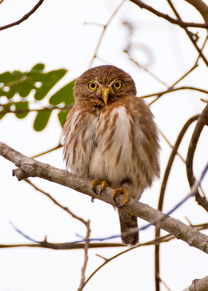 Ferruginous Pygmy-Owl - ML553788841