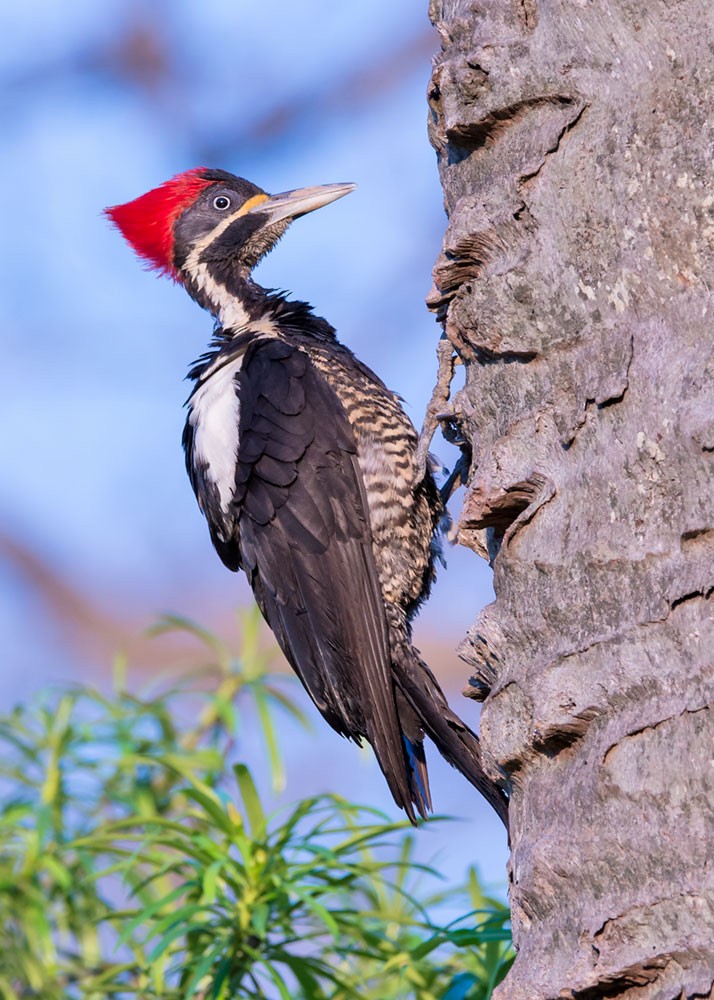 Lineated Woodpecker - Stephen Barten