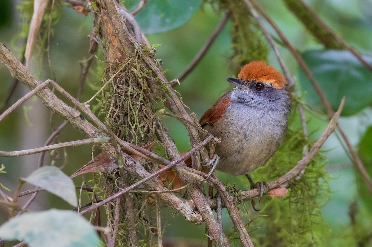 Rufous-capped Spinetail - ML553791591