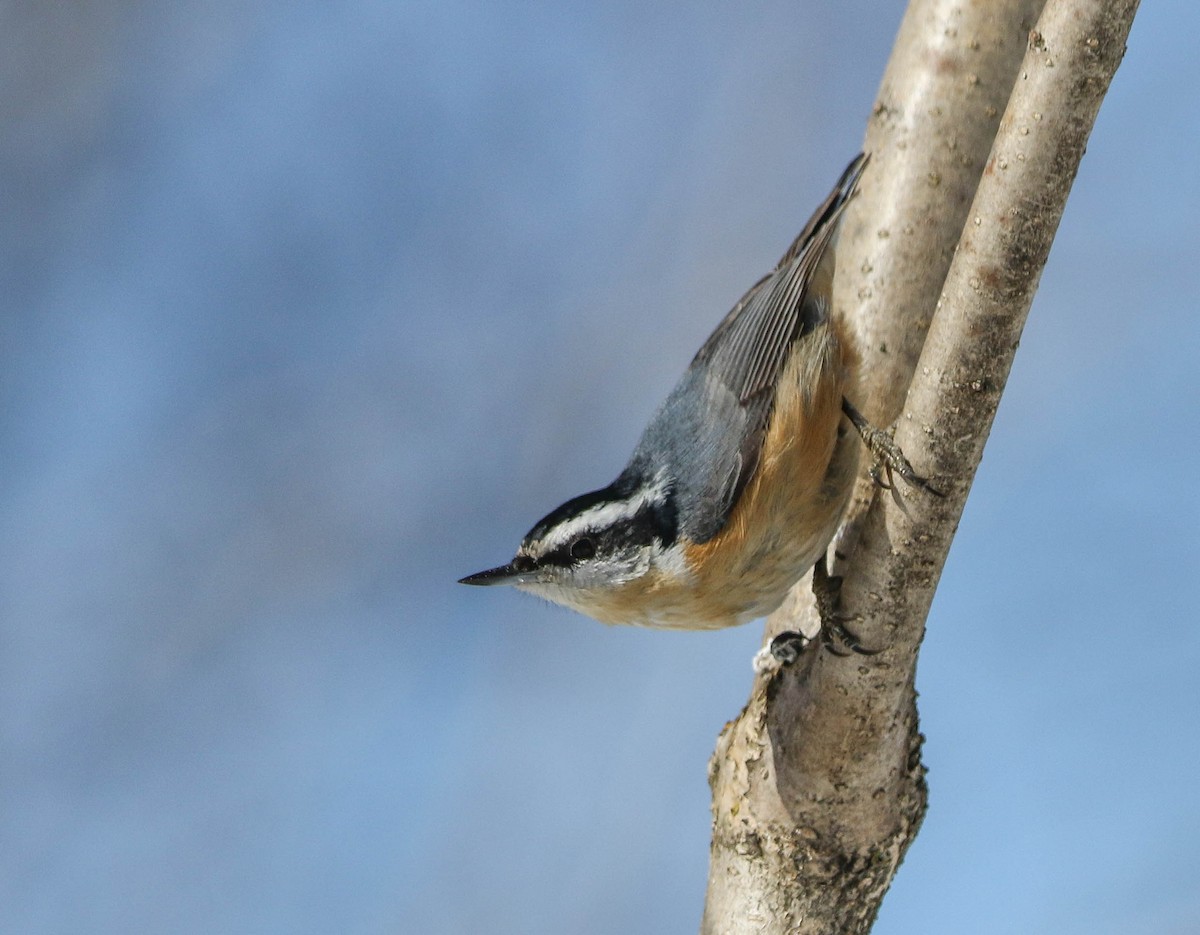 Red-breasted Nuthatch - ML55379381