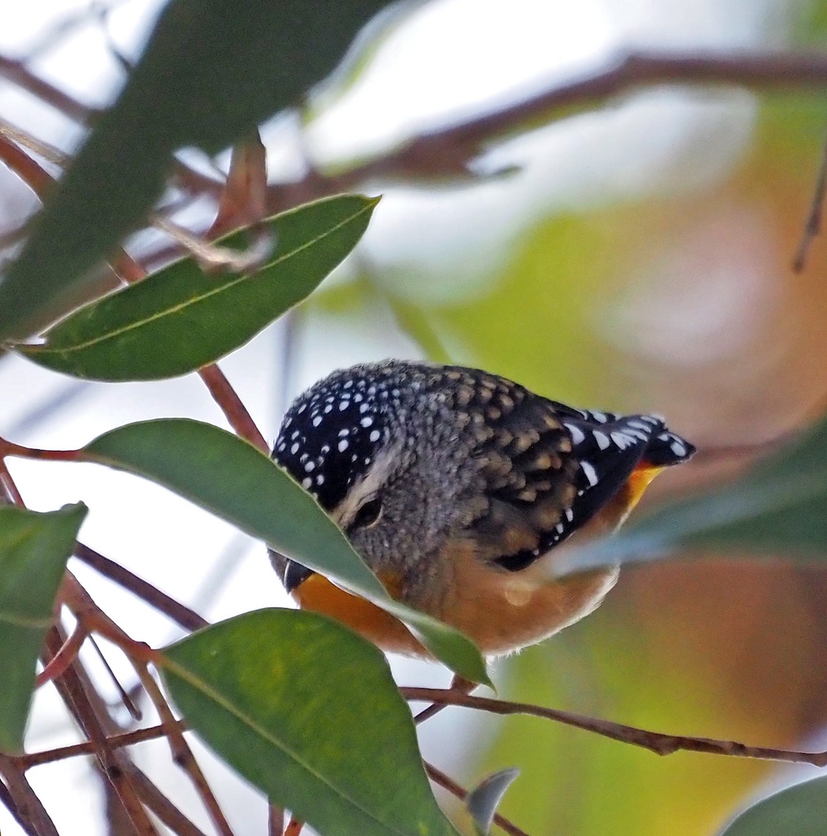 Spotted Pardalote - ML553794021