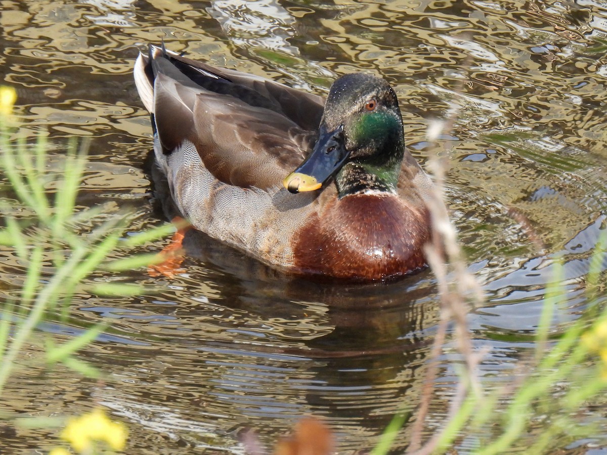 Mallard x Eastern Spot-billed Duck (hybrid) - ML553794401