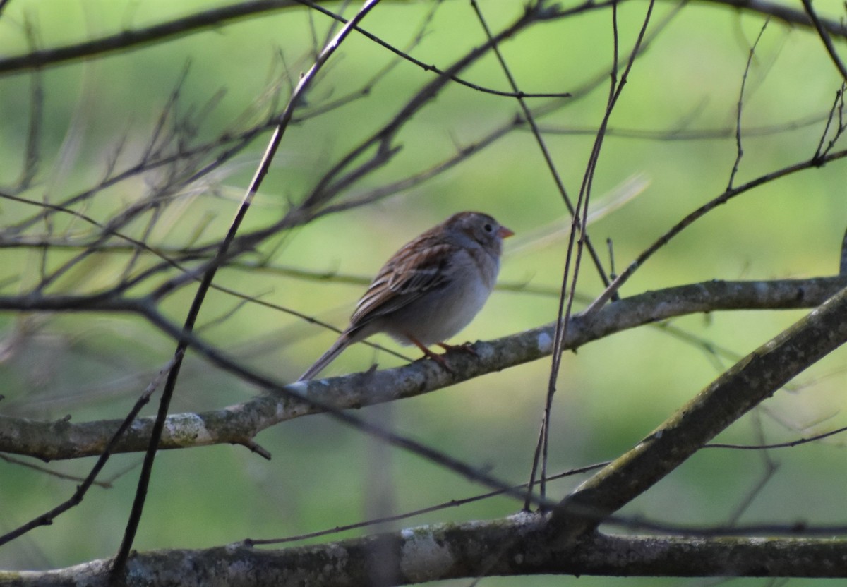 Field Sparrow - ML553795071