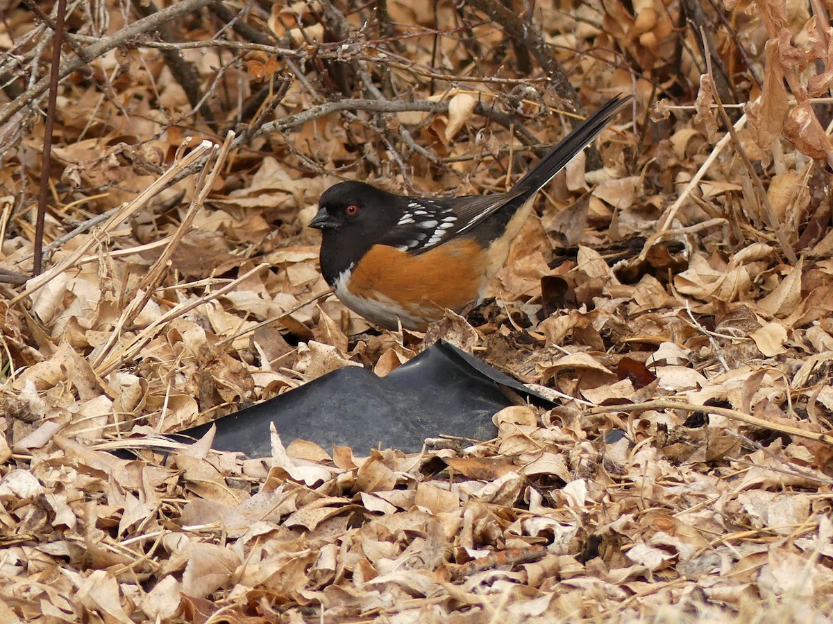 Spotted Towhee - ML553796831