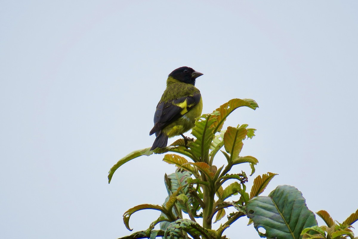 Olivaceous Siskin - ML553798281