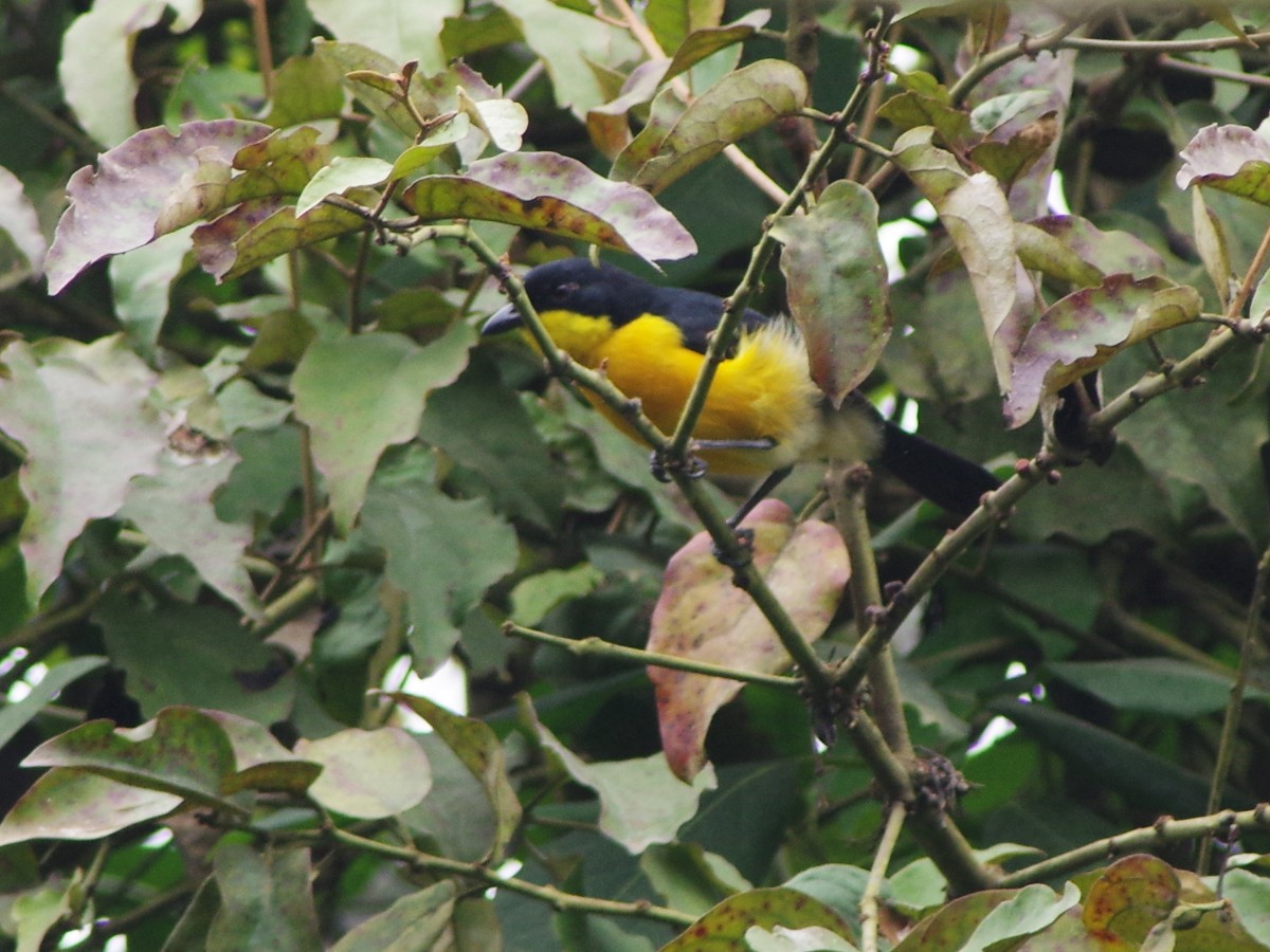 Yellow-breasted Boubou - ML553801291