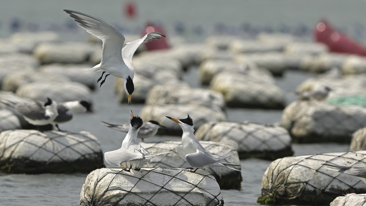 Chinese Crested Tern - ML553802171