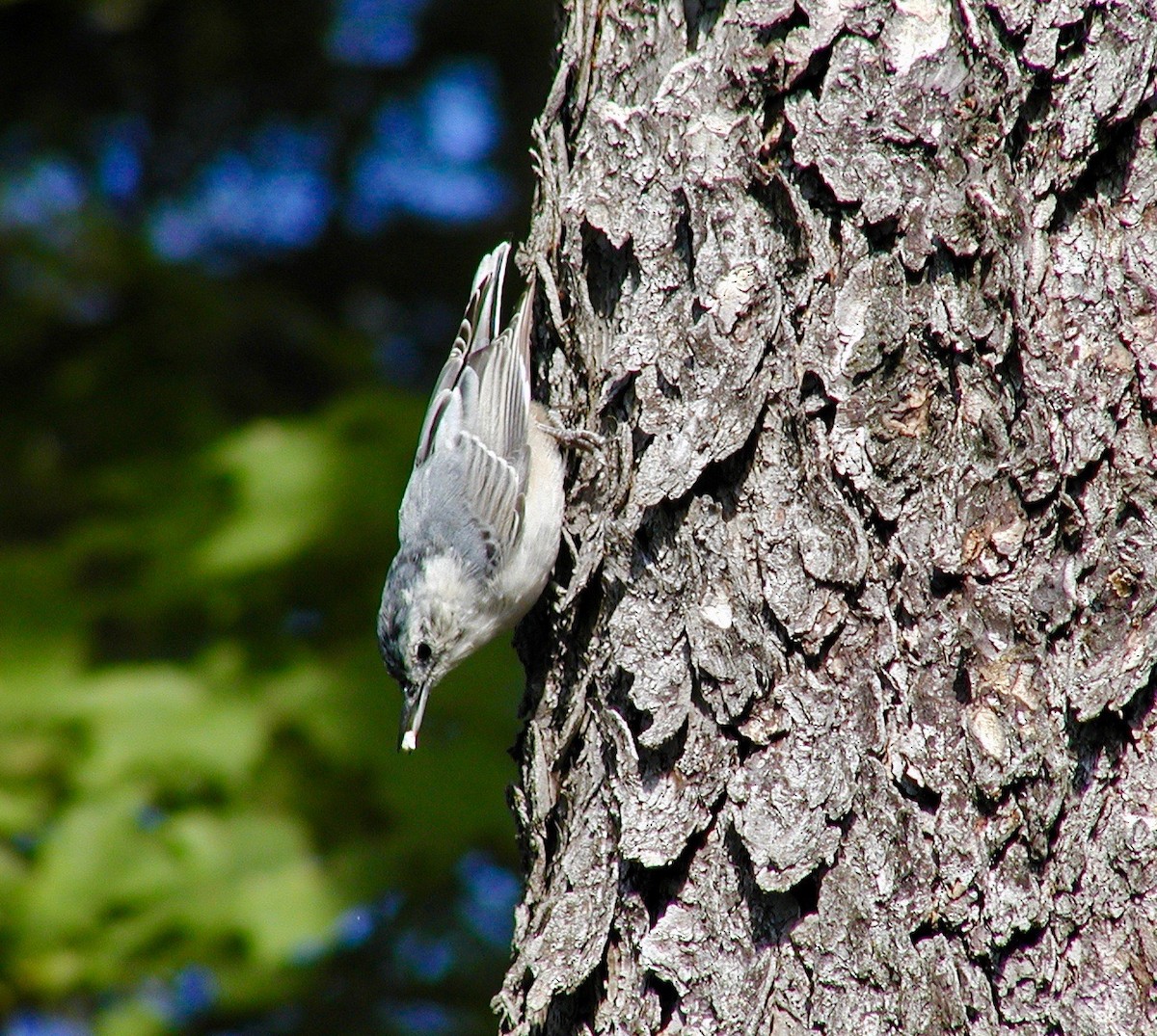 White-breasted Nuthatch - ML55380491