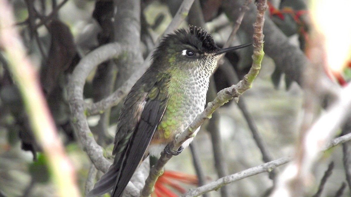 Green-backed Firecrown - ML553806741