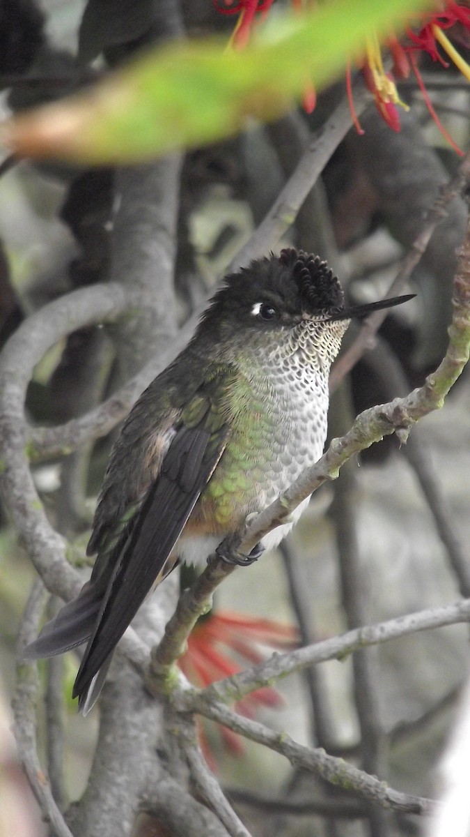 Green-backed Firecrown - ML553806861