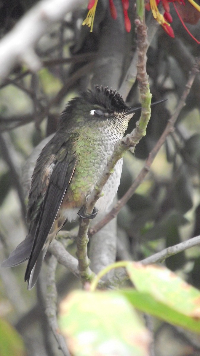 Green-backed Firecrown - ML553806881